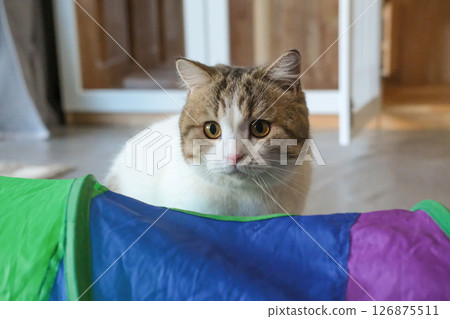 Brown tabby and white British Shorthair cat 126875511