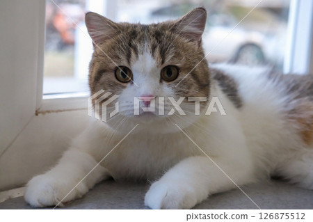 Brown tabby and white British Shorthair cat 126875512
