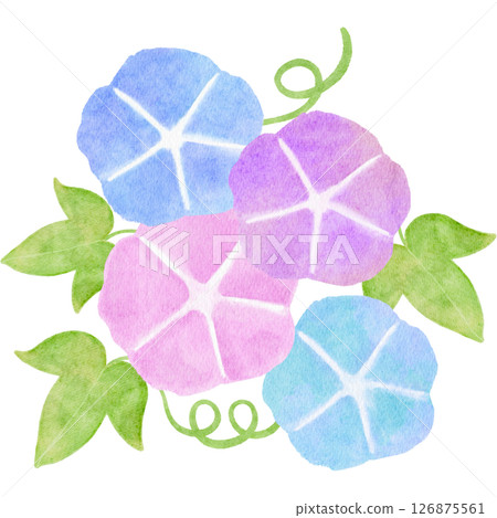 Watercolor morning glory Japanese style summer illustration Watercolor morning glory Japanese style summer illustration 126875561