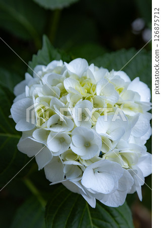 hydrangea   126875712