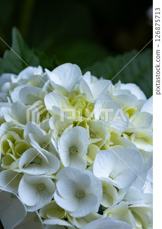hydrangea   126875713