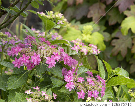 被雨淋濕的繡球花 126875715