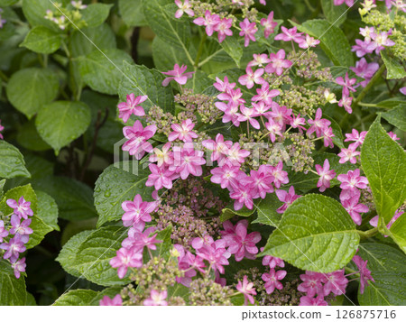 Hydrangea flower on a forehead wet with rain 126875716