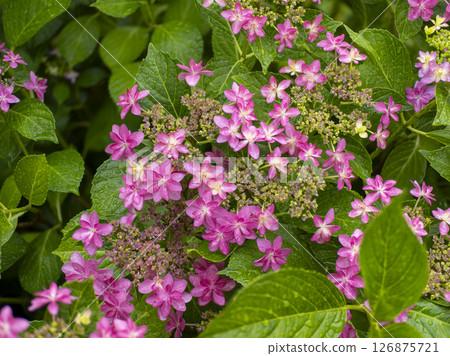 Hydrangea flower on a forehead wet with rain 126875721