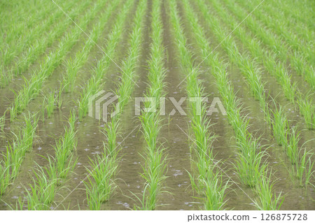 Rice fields in the rainy season 126875728