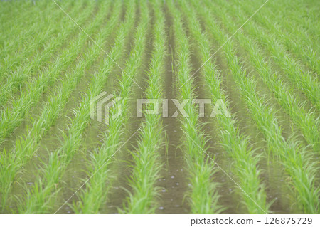Rice fields in the rainy season 126875729