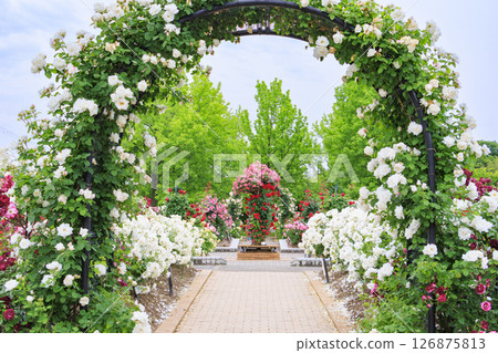 Shosakai Park: Rose garden in full bloom 126875813