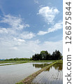 A rural landscape with early summer blue skies and rice fields 126875844