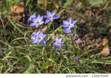 Hananira (Hana) 126875940