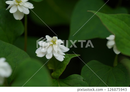 Double-bloom beetle 126875943