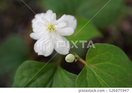 Double-bloom beetle 126875947