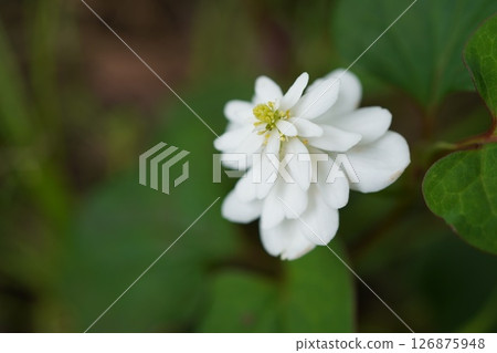 Double-bloom beetle 126875948