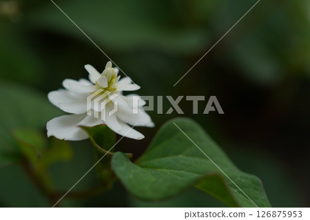 Double-bloom beetle 126875953