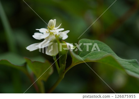 Double-bloom beetle 126875955