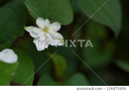 Double-bloom beetle 126875956