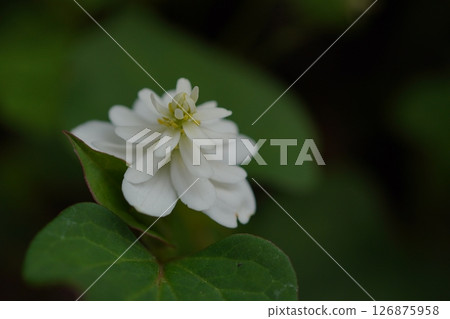 Double-bloom beetle 126875958