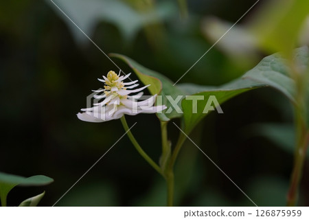 Double-bloom beetle 126875959