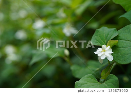 雙花甲蟲 126875960