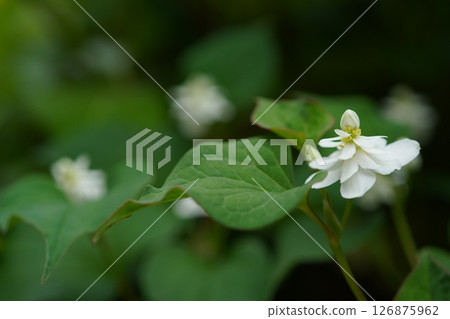 Double-bloom beetle 126875962