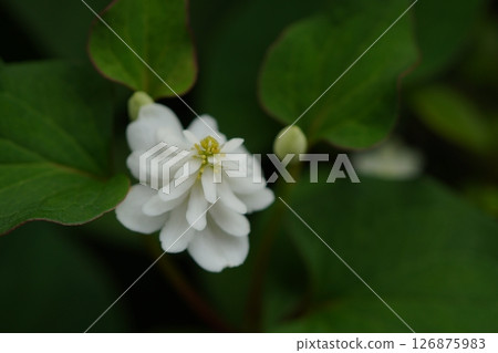 Double-bloom beetle 126875983