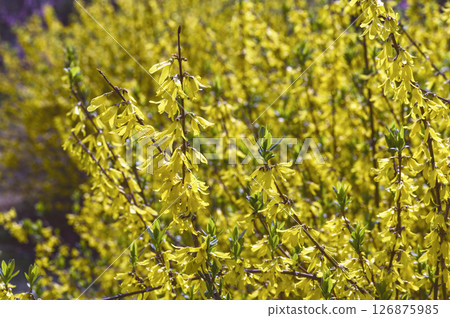 Forsythia 126875985