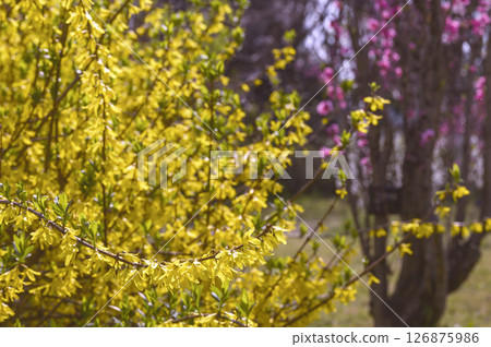 Forsythia 126875986