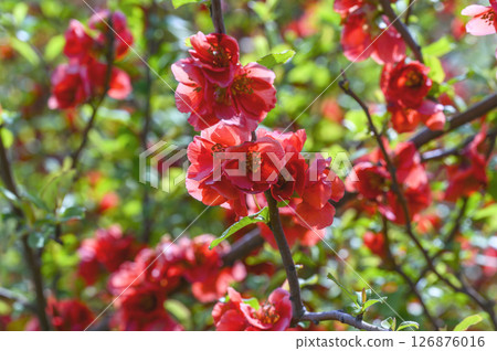 早春盛開的散景花朵 126876016