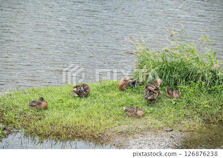 綠頭鴨（雌）京都市鴨川市 126876238