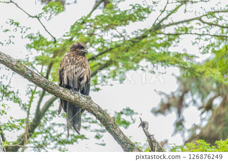Black kite, Kyoto Imperial Palace, Kyoto City Black kite, Kyoto Imperial Palace, Kyoto City 126876249