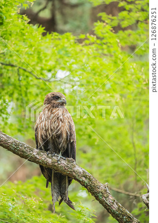 Black kite, Kyoto Imperial Palace, Kyoto City 126876251