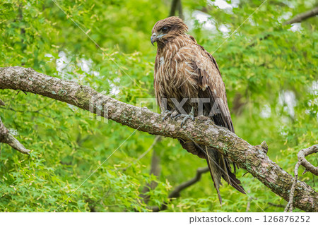 Black kite, Kyoto Imperial Palace, Kyoto City 126876252