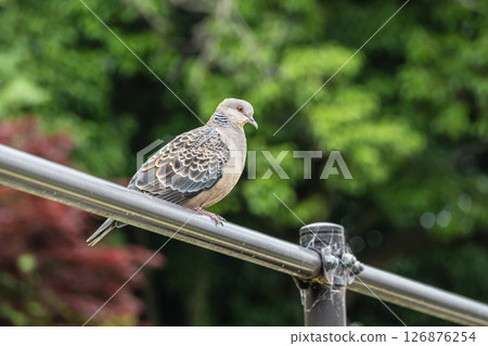 Turtle dove (Streptopelia orientalis) 126876254