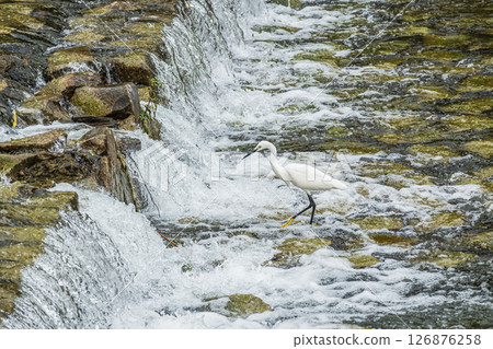 京都市高野川水壩下覓食的小白鷺 126876258