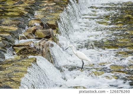 京都市高野川水壩下覓食的小白鷺 京都市高野川水壩下覓食的小白鷺 126876260