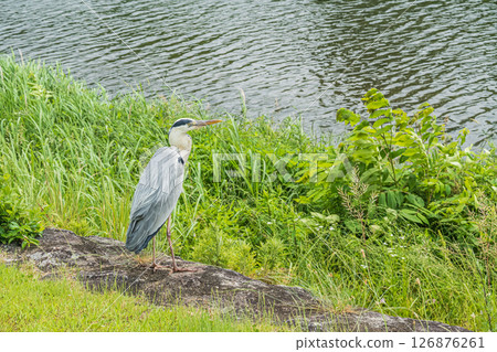 Grey Heron, Kamogawa River, Kyoto City 126876261