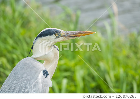Grey Heron, Kamogawa River, Kyoto City 126876263