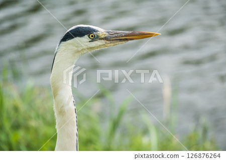Grey Heron, Kamogawa River, Kyoto City 126876264