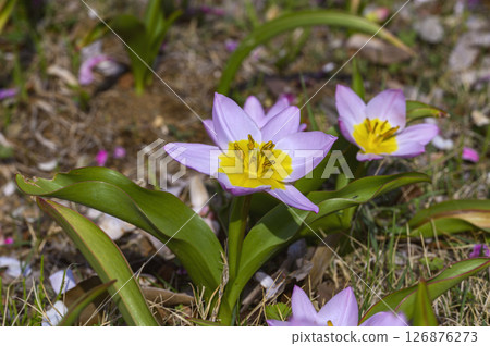 Progenitor tulip "Saxatilis 'Lilac Wonder'" 126876273