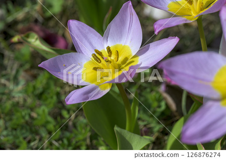 Progenitor tulip "Saxatilis 'Lilac Wonder'" 126876274