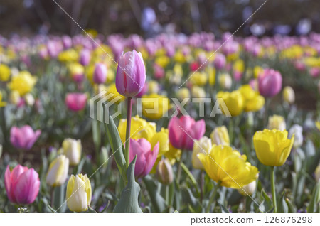 Tulip Flower Field 126876298