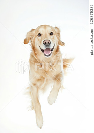 白色背景上的黃金獵犬 126876382