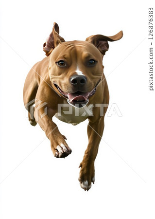 白色背景上的比特犬 126876383