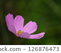 Blooming pink cosmos flowers 126876473