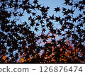 Contrast between autumn leaves and blue sky 126876474