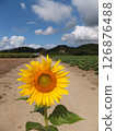 Midsummer blue sky and sunflower 126876488