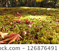 Fallen autumn leaves on mushrooms and moss 126876491