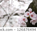 Cherry blossoming in trunk 126876494