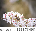 Cherry blossoms in full bloom shining in the spring sunshine 126876495