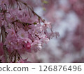 Deep pink double cherry blossoms in full bloom 126876496