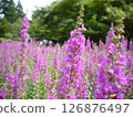 purple flower carpet 126876497